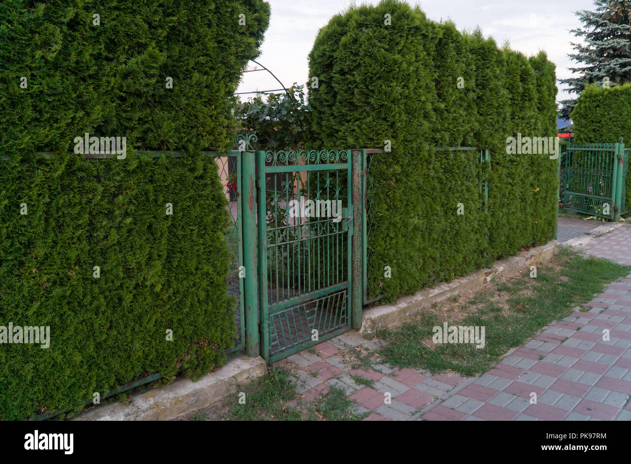 Classical design wrought iron gate in a beautiful green garden Stock ...