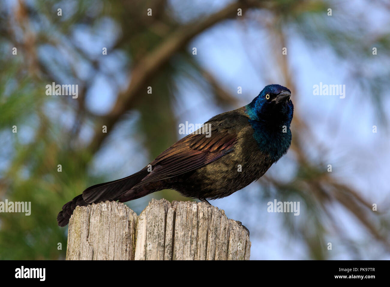 common grackle (Quiscalus quiscula) Stock Photo
