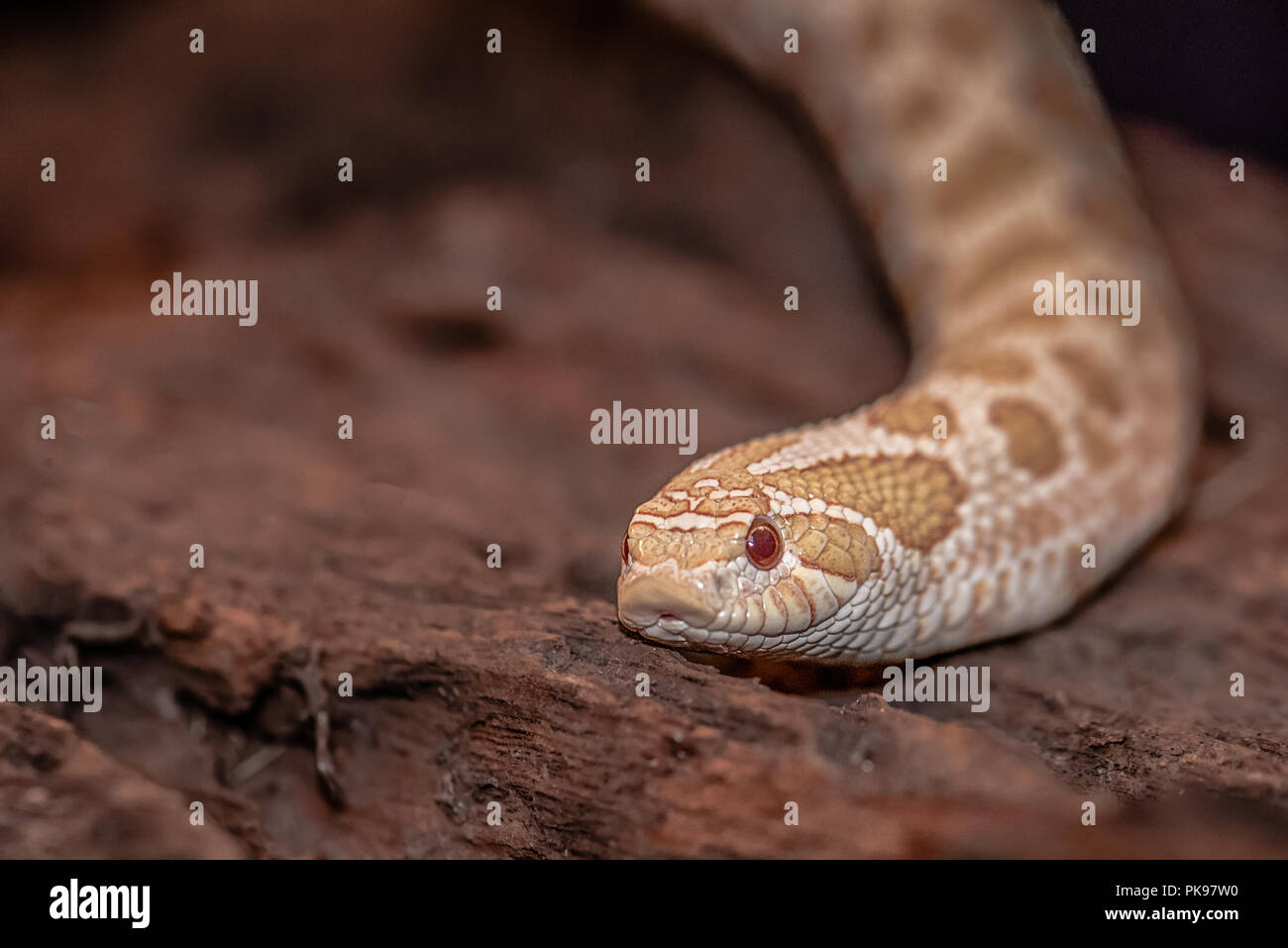 A close up photograph of the head and part of the body of an albino western hognose snake Stock Photo