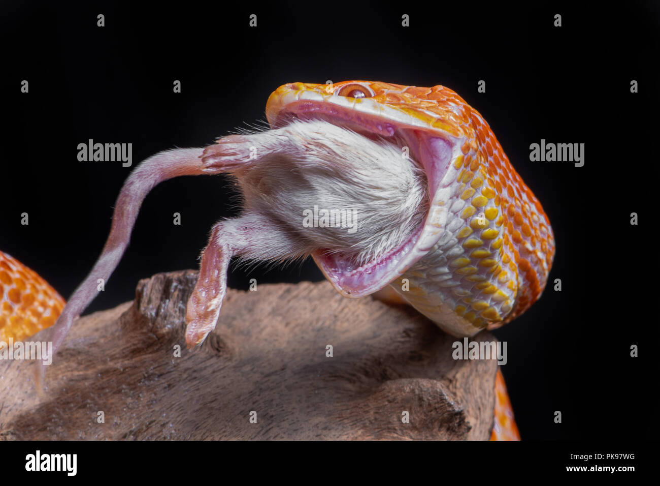 Snake eating a mouse hires stock photography and images Alamy