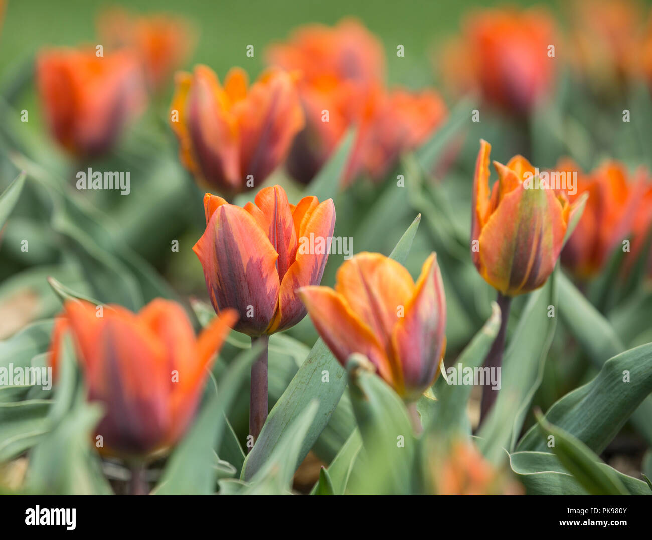 Yellow and red tulips blooming in the Spring Stock Photo - Alamy