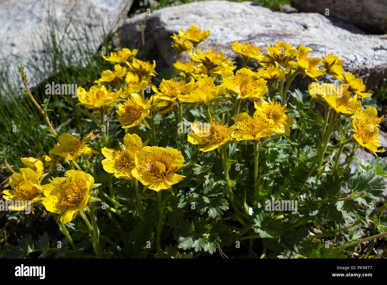 Alpine wild flower Geum Reptans (Creeping Avens). Photo taken at an altitude of 2500 meters. Stock Photo