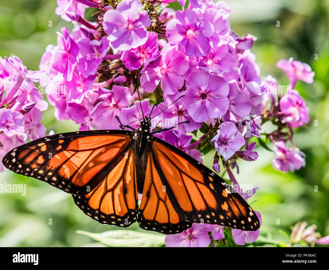 Colorful monarch landing on purple flowers outside vibrant color