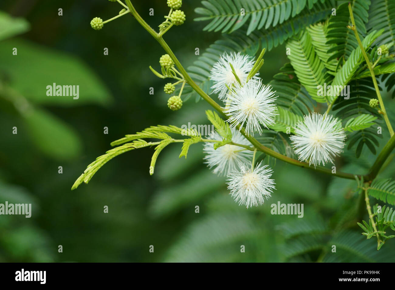 White mimosa pudica flowers blooming in the moring Stock Photo