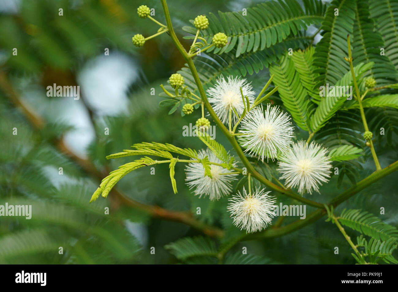 White mimosa pudica flowers in early sunshine Stock Photo