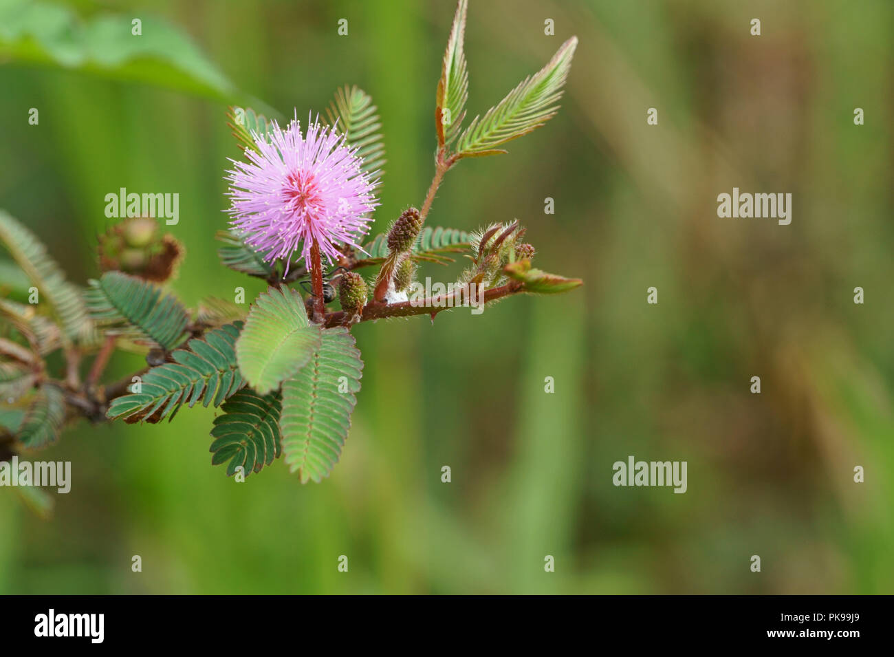 Beauty of countryside flowers. Pink mimosa pudica Stock Photo