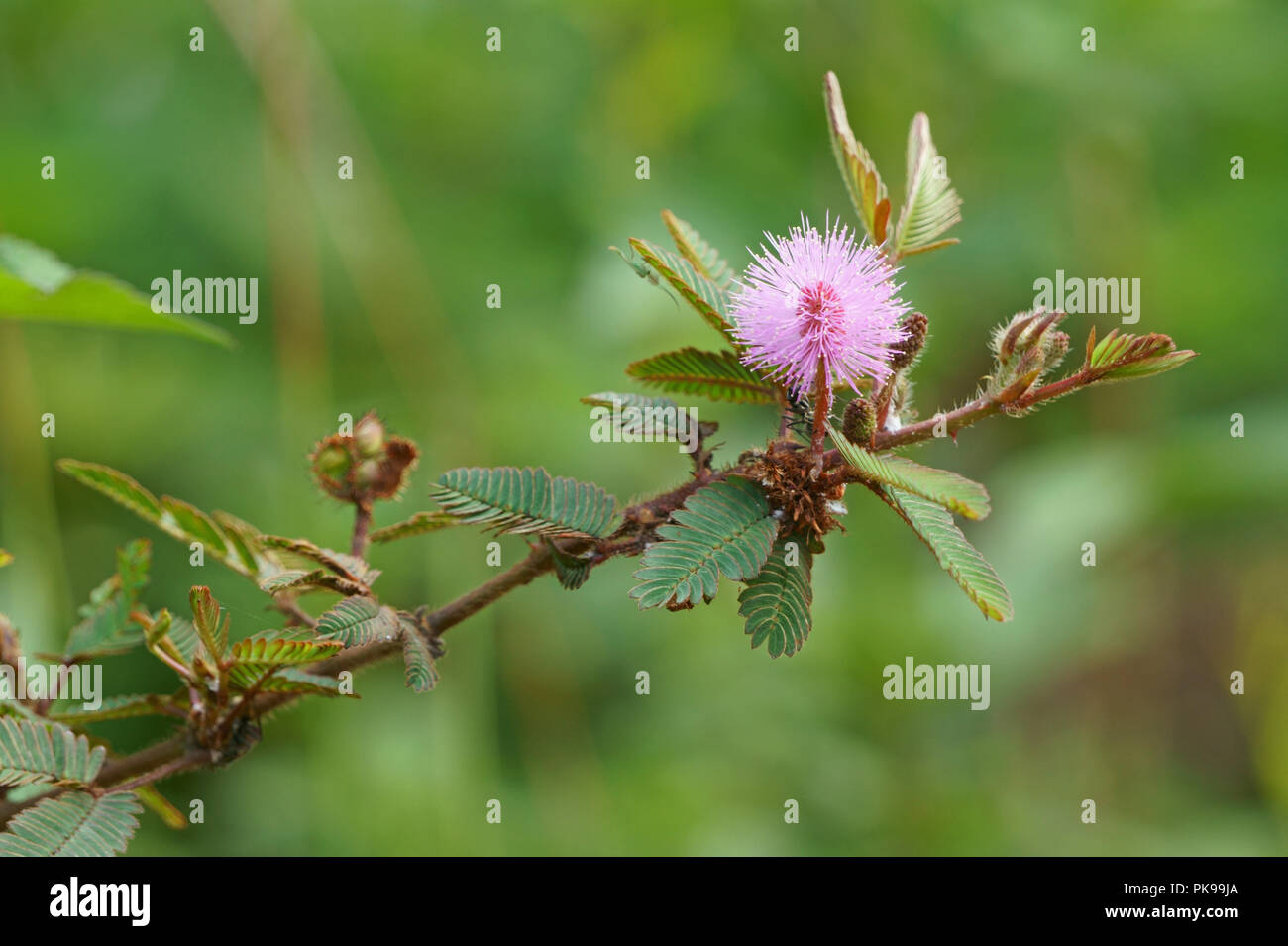 Pink mimosa pudica on natural green background Stock Photo