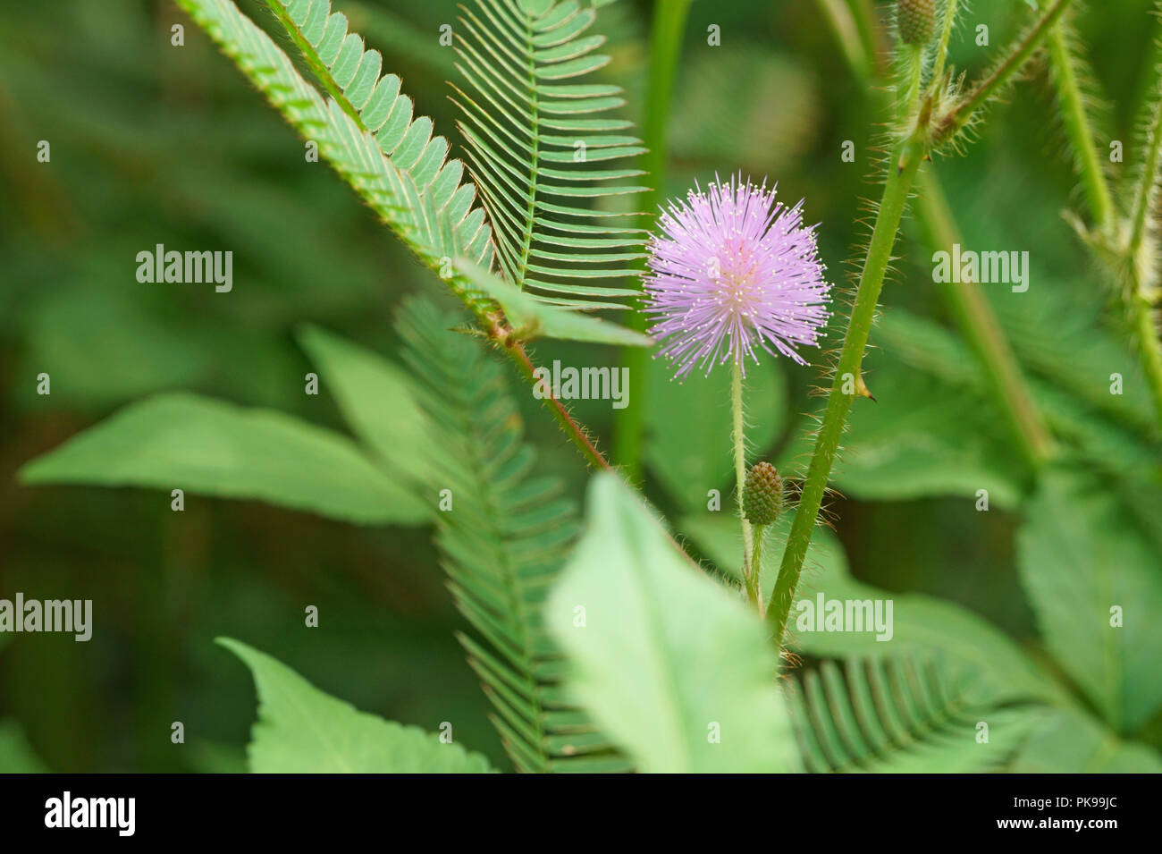Pink wild flower on green leaves. Mimosa pudica Stock Photo