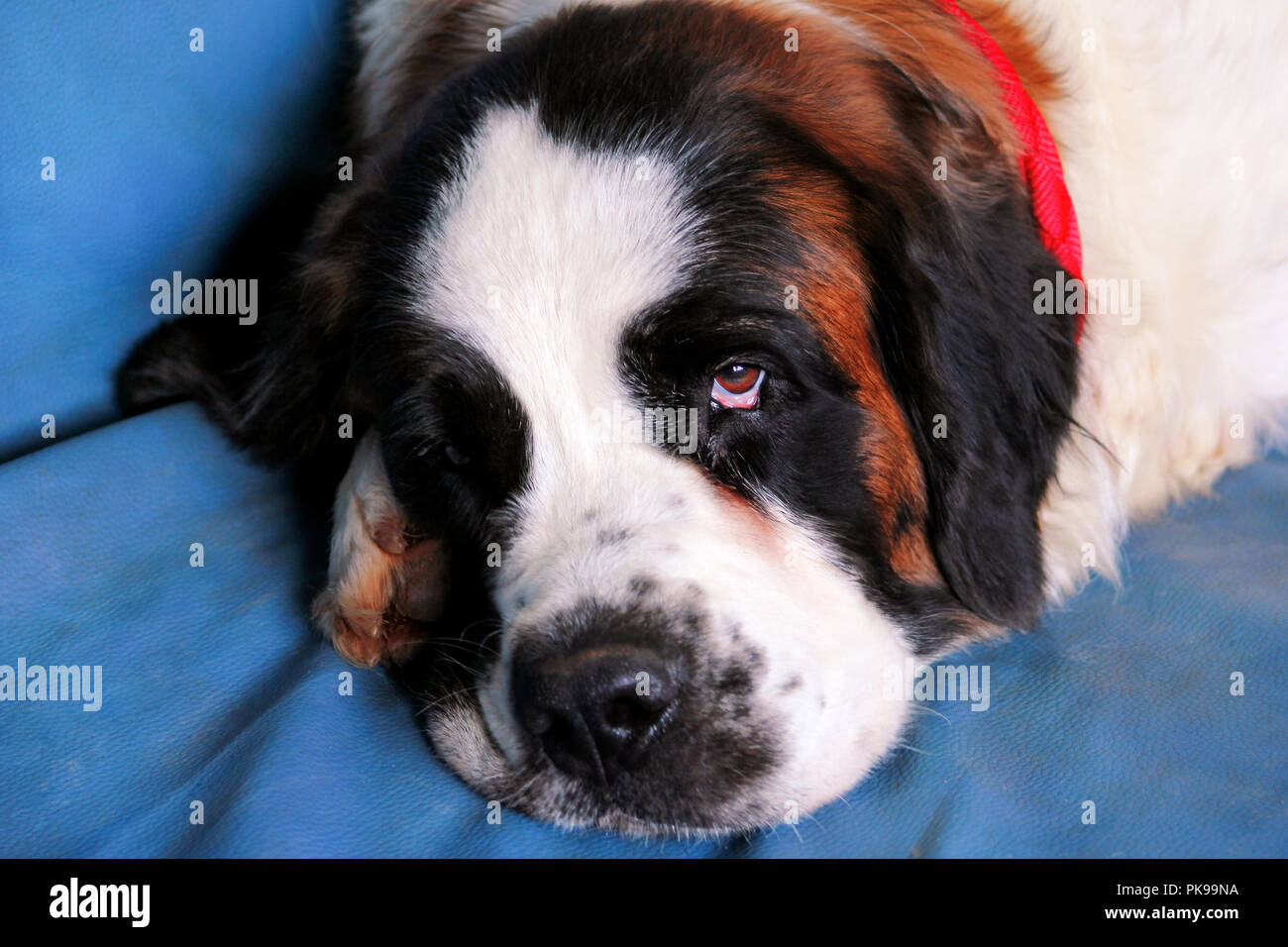 Dog Saint Bernard. A beautiful dog enjoys sleeping on the bed Stock