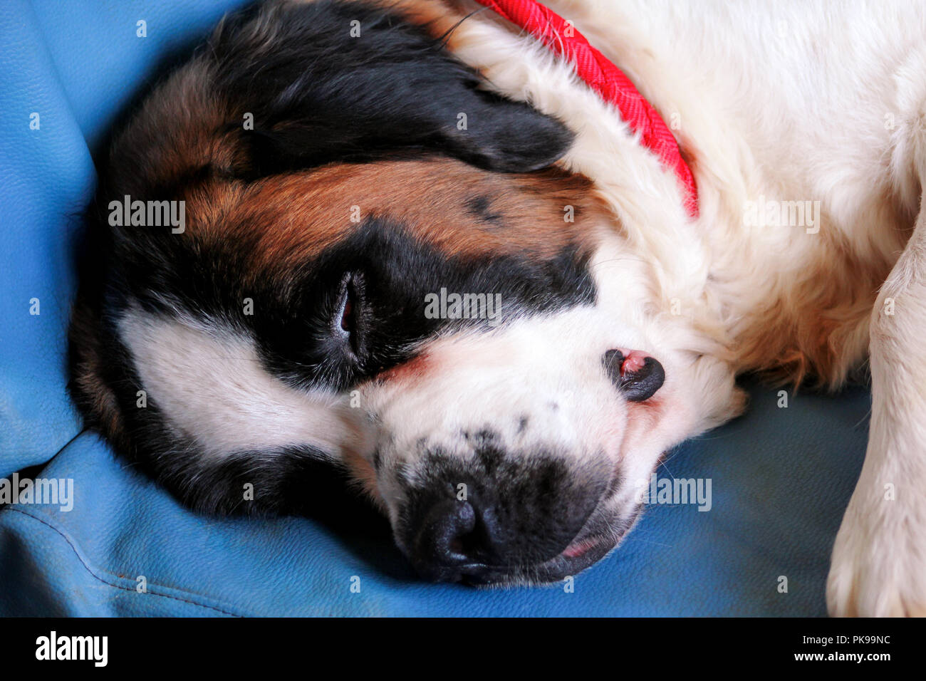 Dog Saint Bernard. A beautiful dog enjoys sleeping on the bed Stock