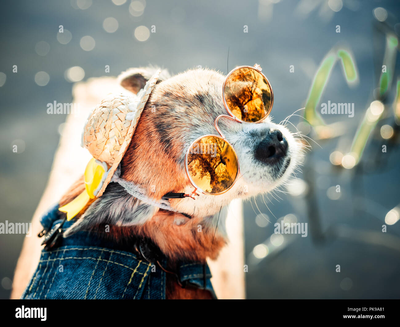 Chihuahua wearing sunglasses and denim overalls enjoys sun. Cute little