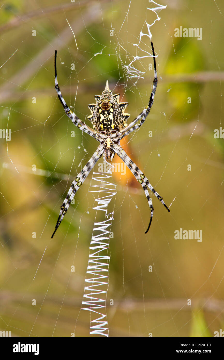 The arenidae family includes some of the largest web spinning spiders