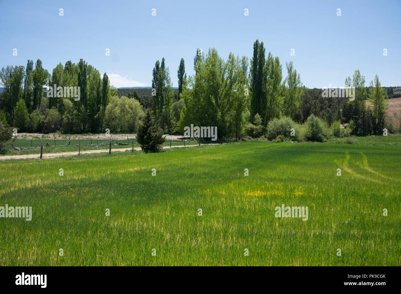 Luscious grass hi-res stock photography and images - Alamy