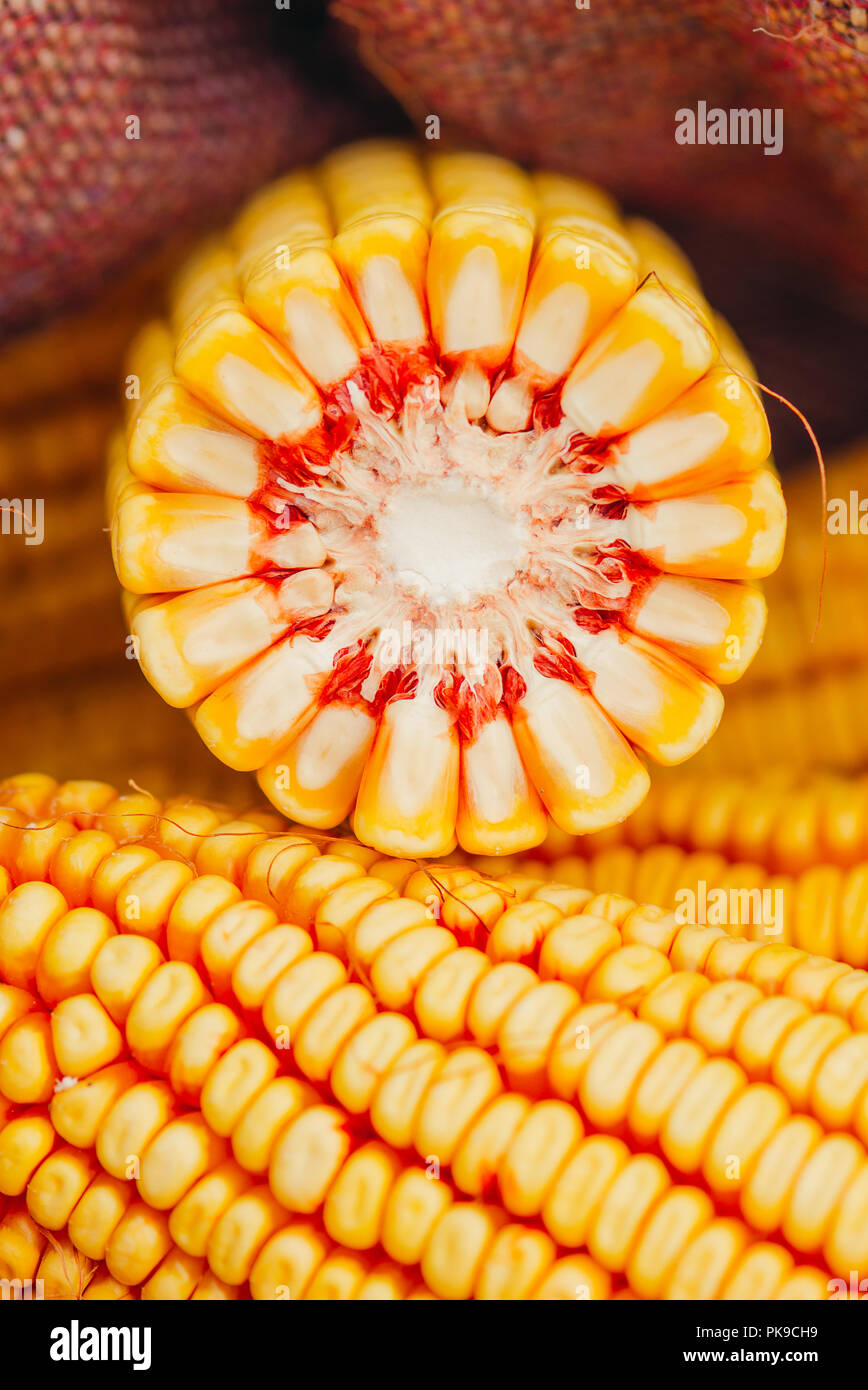 Harvested corn on the cob in burlap sack Stock Photo
