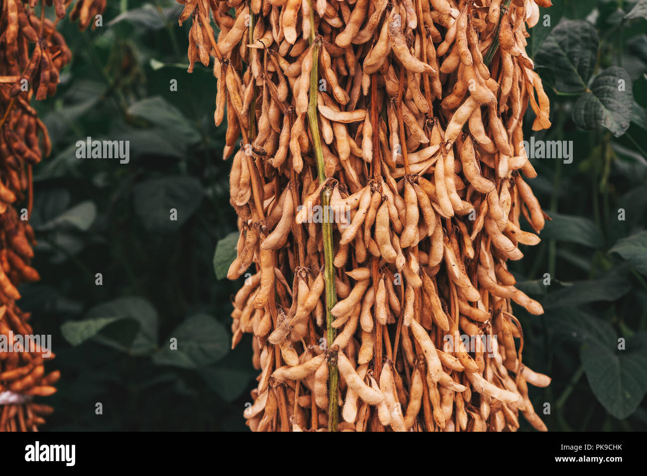 Abundance of harvested soybean pods in cultivated field Stock Photo Alamy