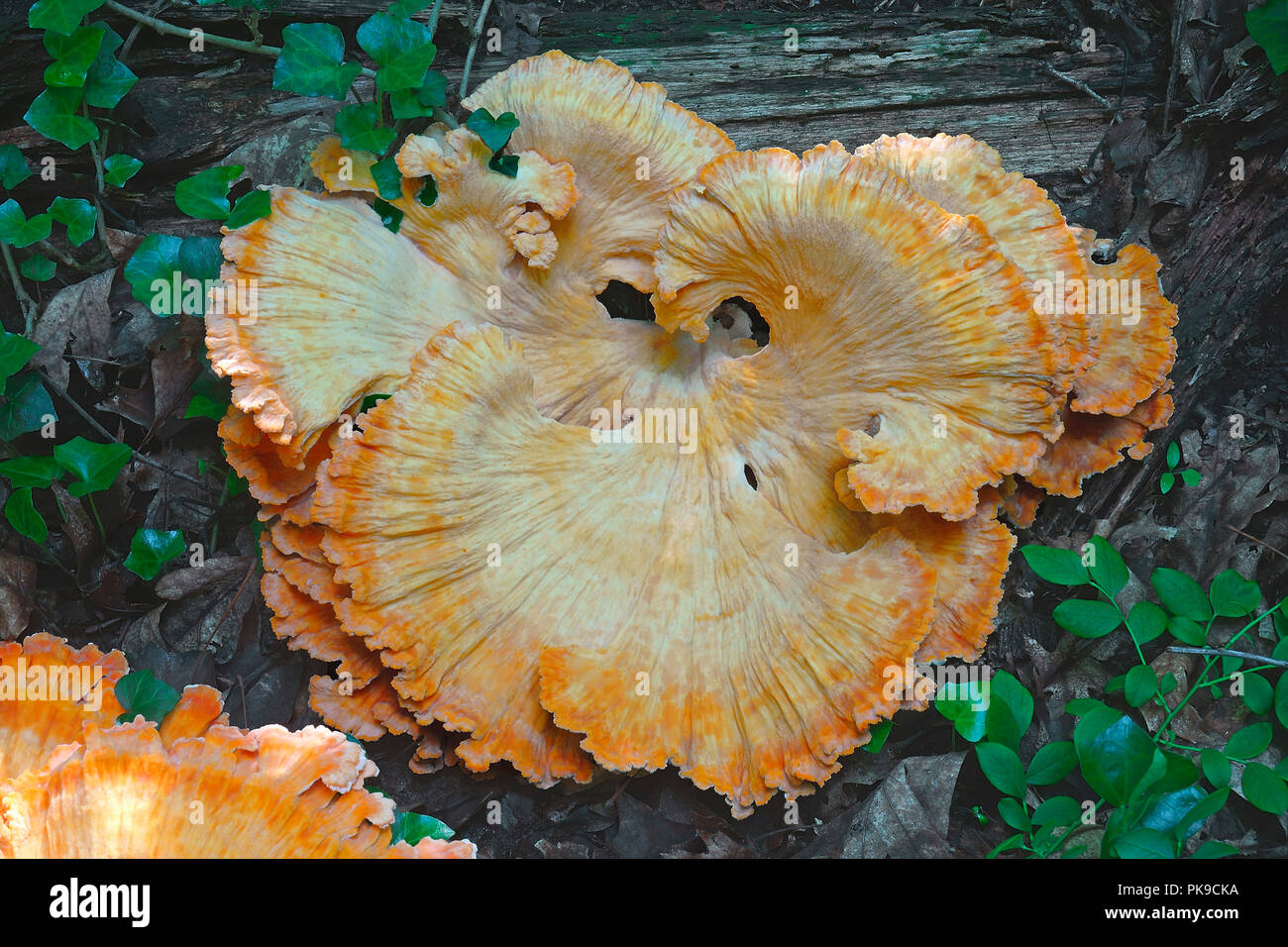 Chicken on the woods fungus (Laetiporus sulphureus). Called Chicken