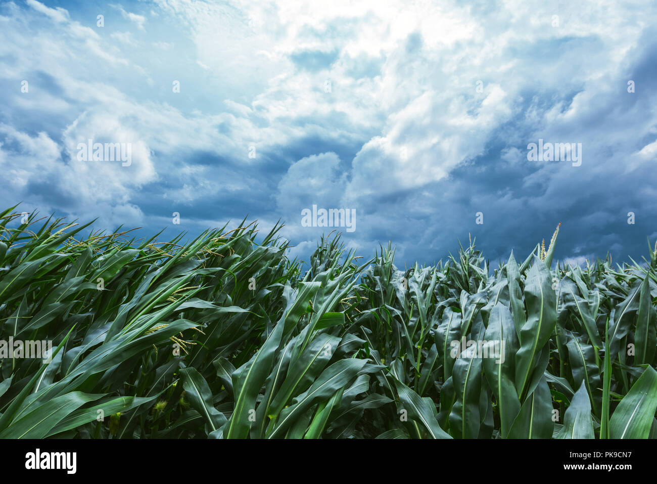 Corn maize crops bending during strong windstorm on dark cloudy summer afternoon Stock Photo