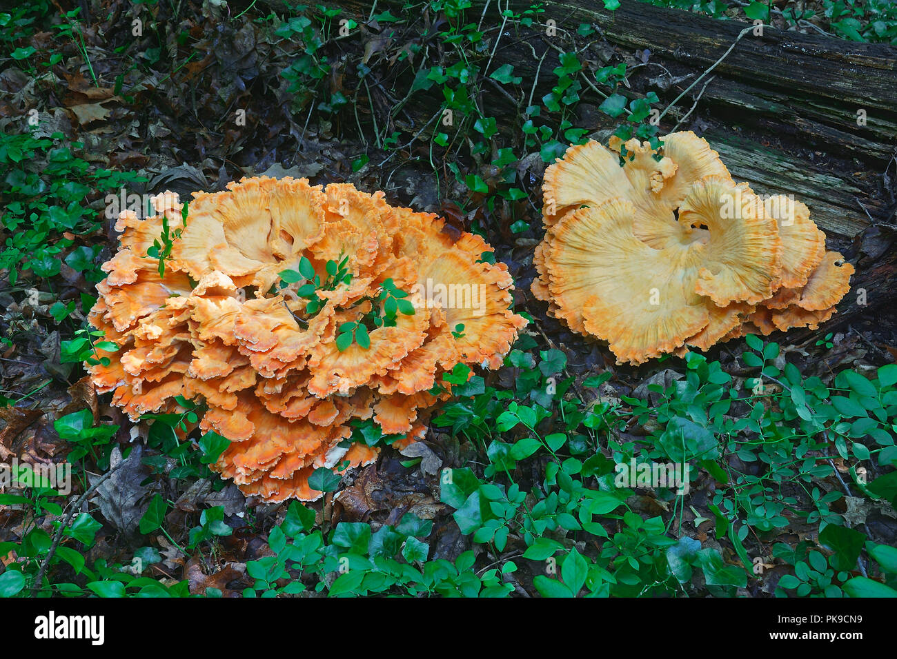 Chicken on the woods fungus (Laetiporus sulphureus). Called Chicken mushroom, Crab-of-the woods, Sulphur polypore and Sulphur shelf also. Stock Photo