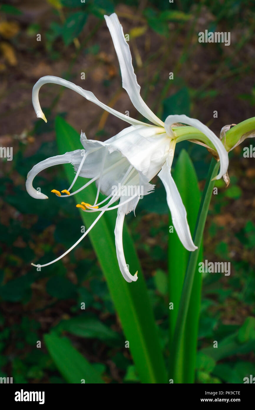 Peruvian daffodil (Ismene x deflexa). Called Basket lily, Spider lily, Summer daffodil and Sea daffodil also. Another scientific name is Hymenocallis  Stock Photo