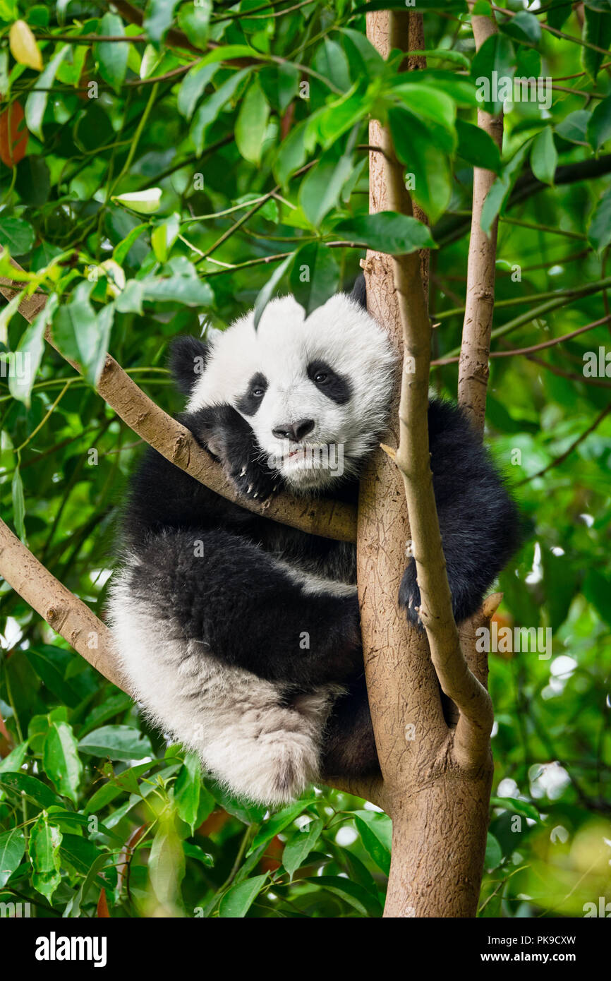 Giant panda bear in China Stock Photo