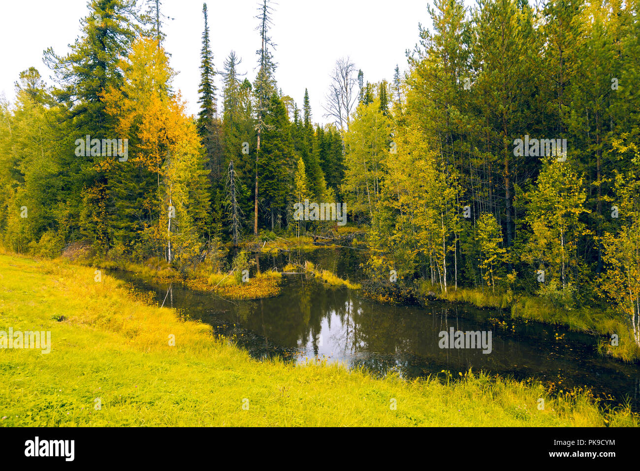 On an autumnal September afternoon near a forest on the edge of a swamp in yellow-orange flowers Stock Photo