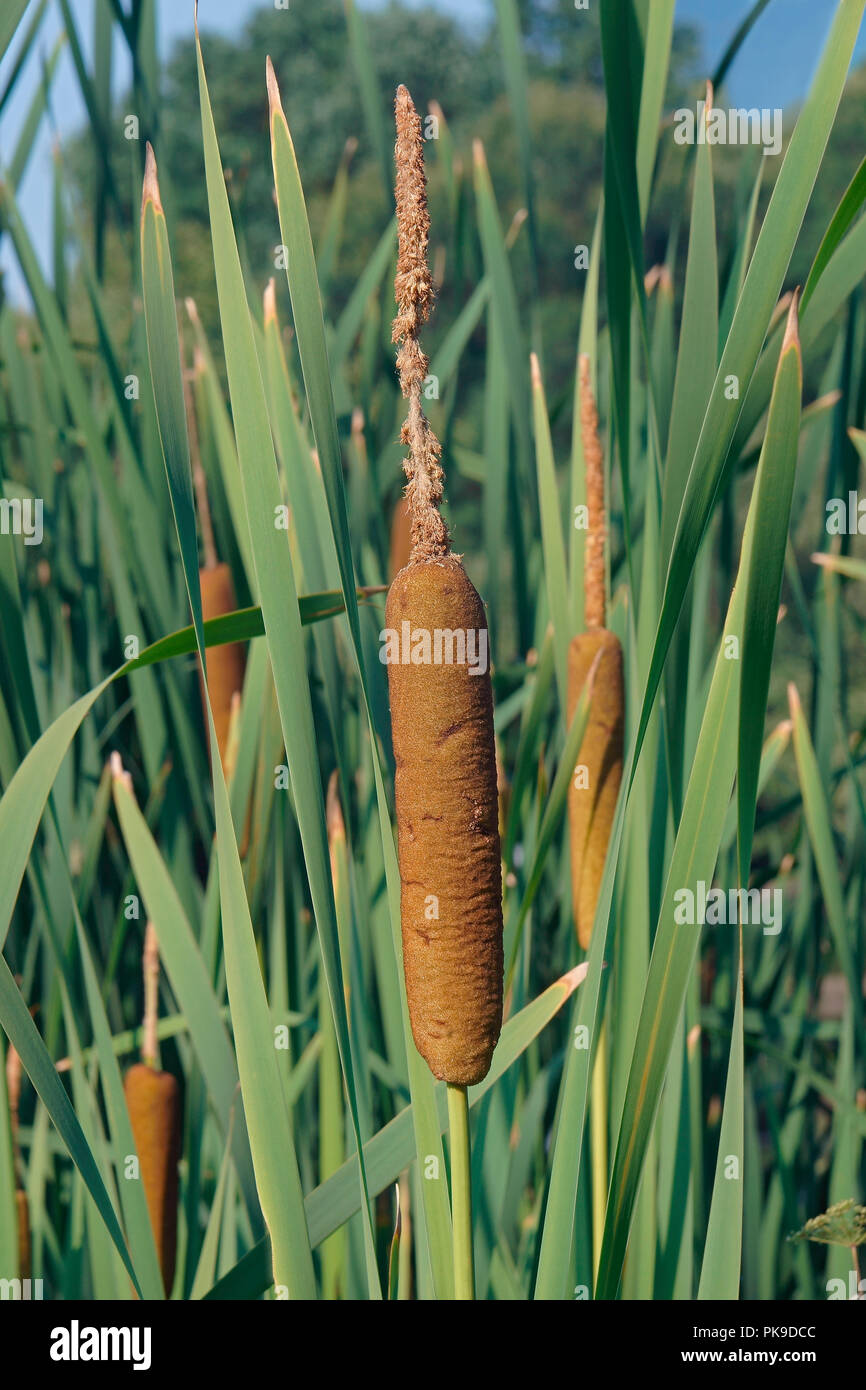 Common bulrush (Typha latifolia). Called Broadleaf cattail, Great