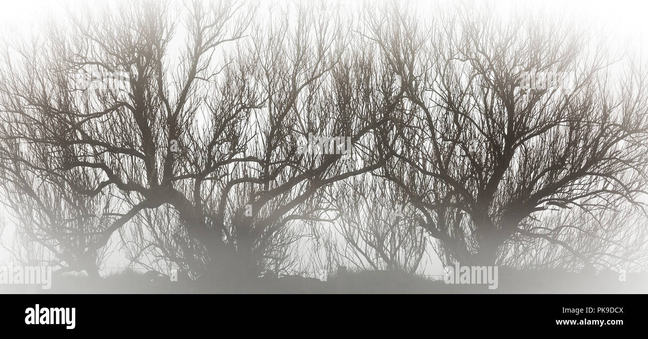 Spooky Trees in the mist Stock Photo
