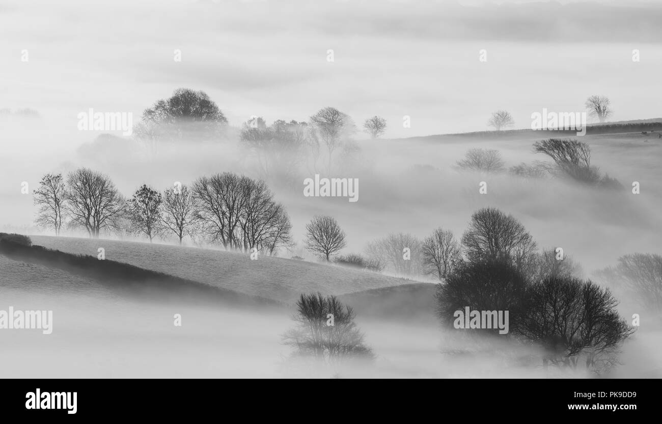 Trees in Mist in the beautiful cornish countryside Stock Photo - Alamy