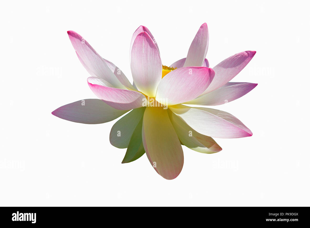 Sacred lotus (Nelumbo nucifera). Known also as Indian Lotus, Bean of India and Lotus. Stock Photo