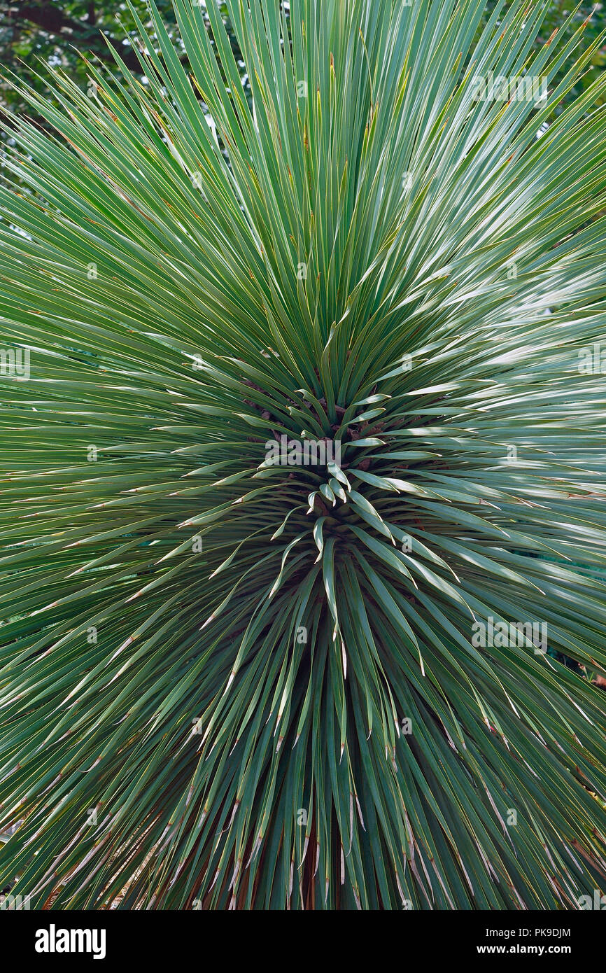 Beaked yucca (Yucca rostrata). Called Big Bend yucca also. Stock Photo