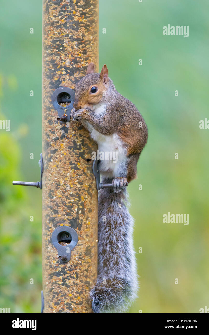 Front close up of naughty grey squirrel (Sciurus carolinensis) isolated outdoors, sitting on bird feeder in urban UK garden eating seed! Stock Photo