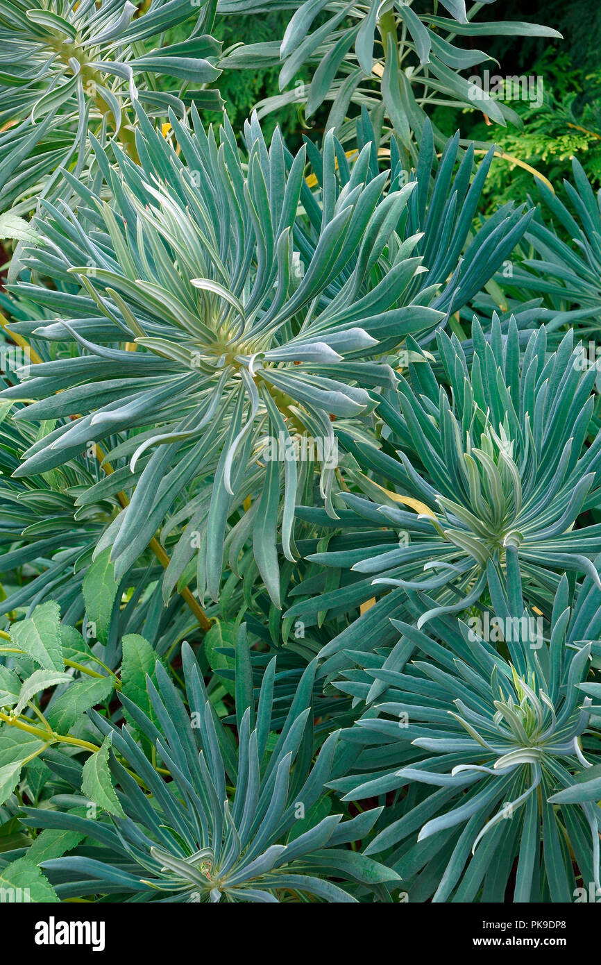 Mediterranean spurge (Euphorbia characias wulfenii). Called Albanian spurge also. Stock Photo
