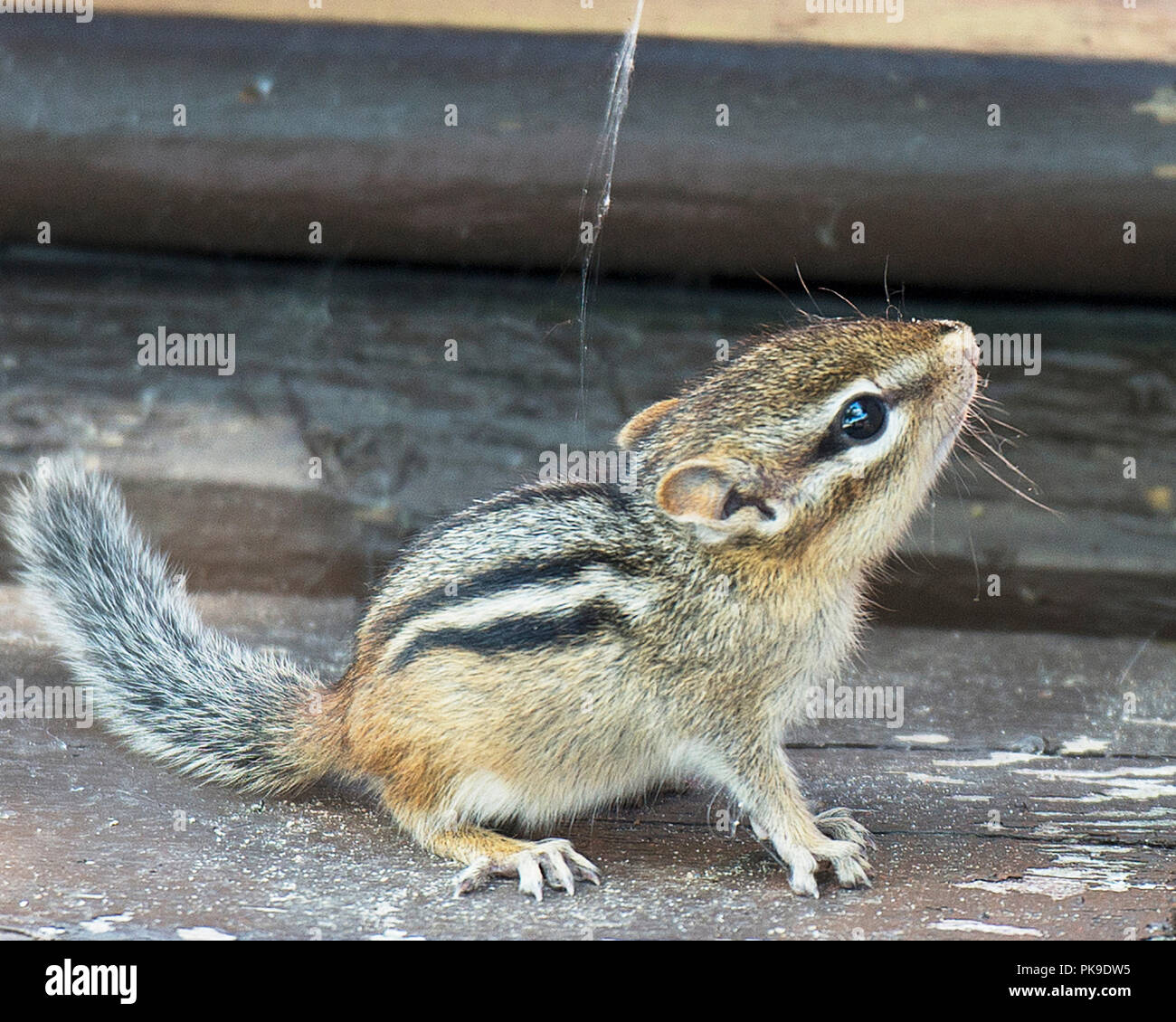 Chipmunk animal babies in their environment and surrounding exposing their brown fun and head. Stock Photo