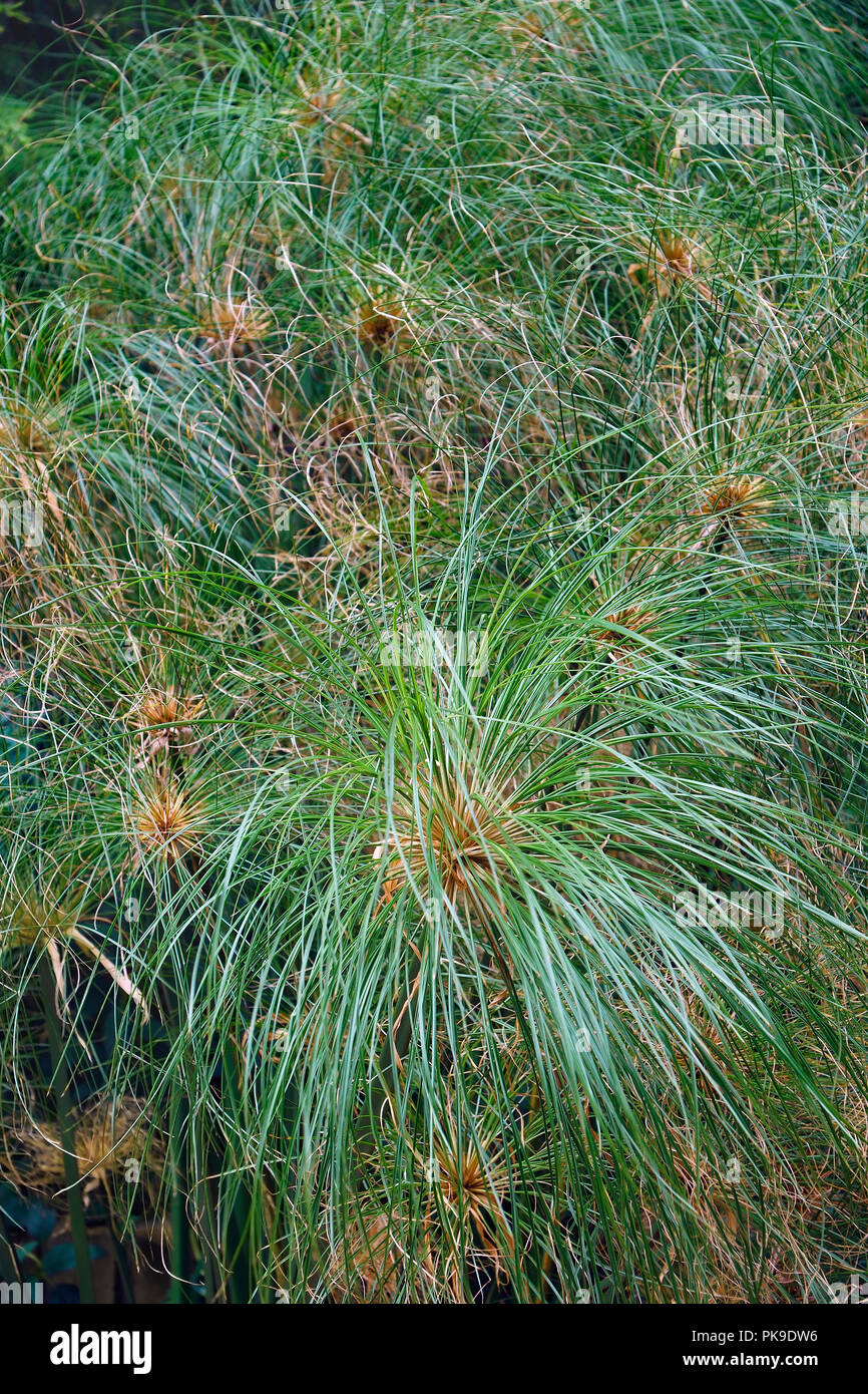 papyrus reed buy papyrus reed buy