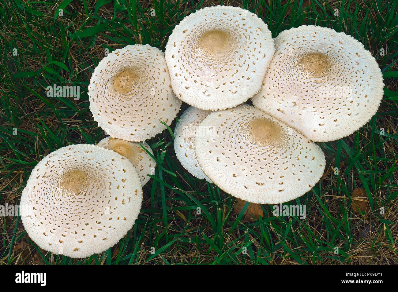 False parasol mushroom (Chlorophyllum molybdites). Called Green-spored  lepiota and Vomiter also Stock Photo - Alamy
