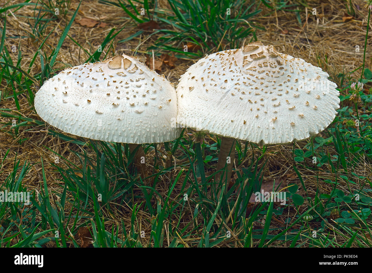 False parasol mushroom (Chlorophyllum molybdites). Called Greenspored