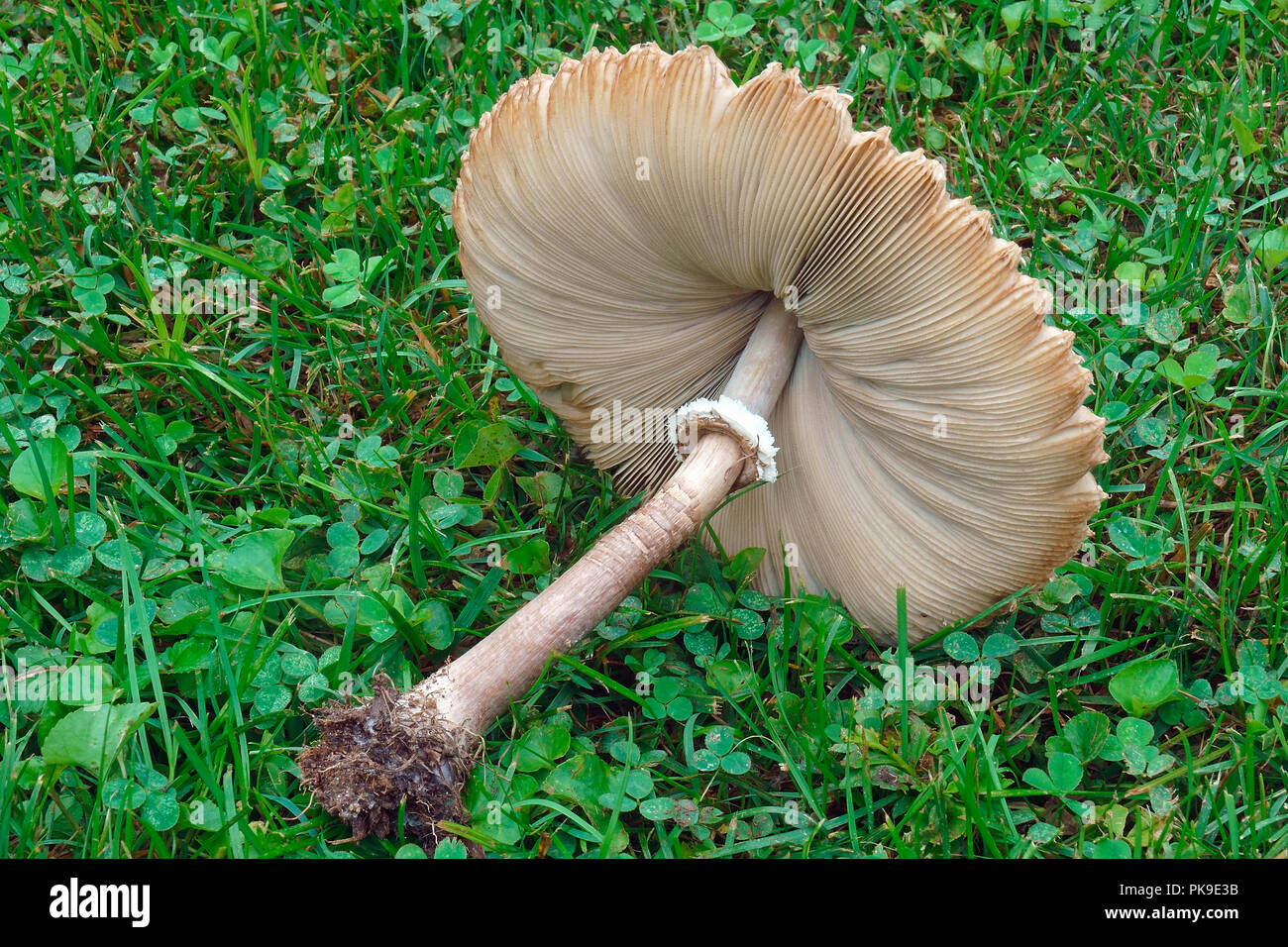 False parasol mushroom (Chlorophyllum molybdites). Called Green-spored  lepiota and Vomiter also Stock Photo - Alamy
