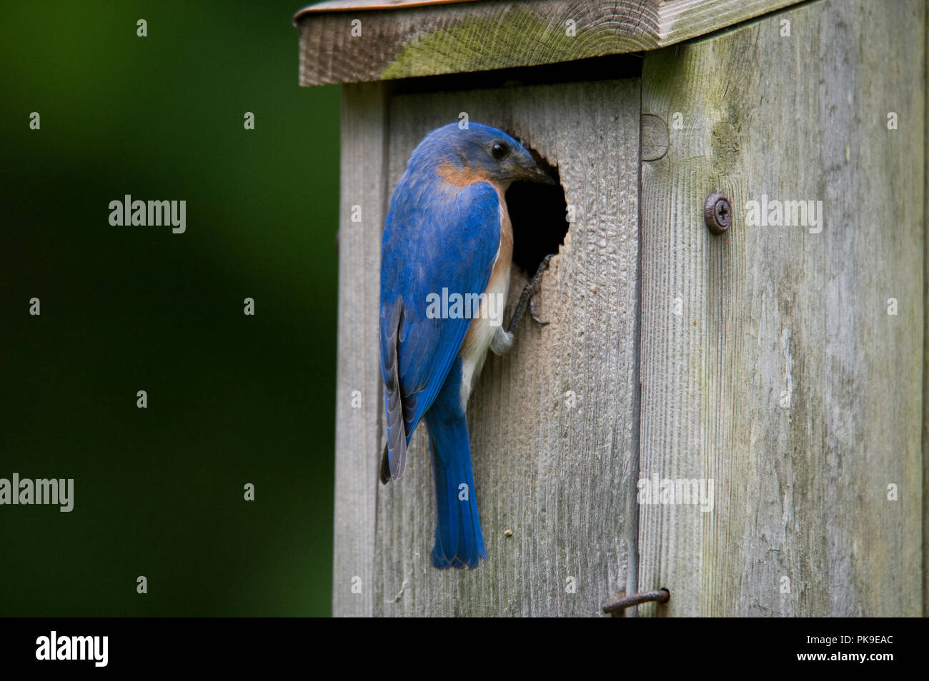 Eastern Bluebird :: Sialia sialis Stock Photo - Alamy