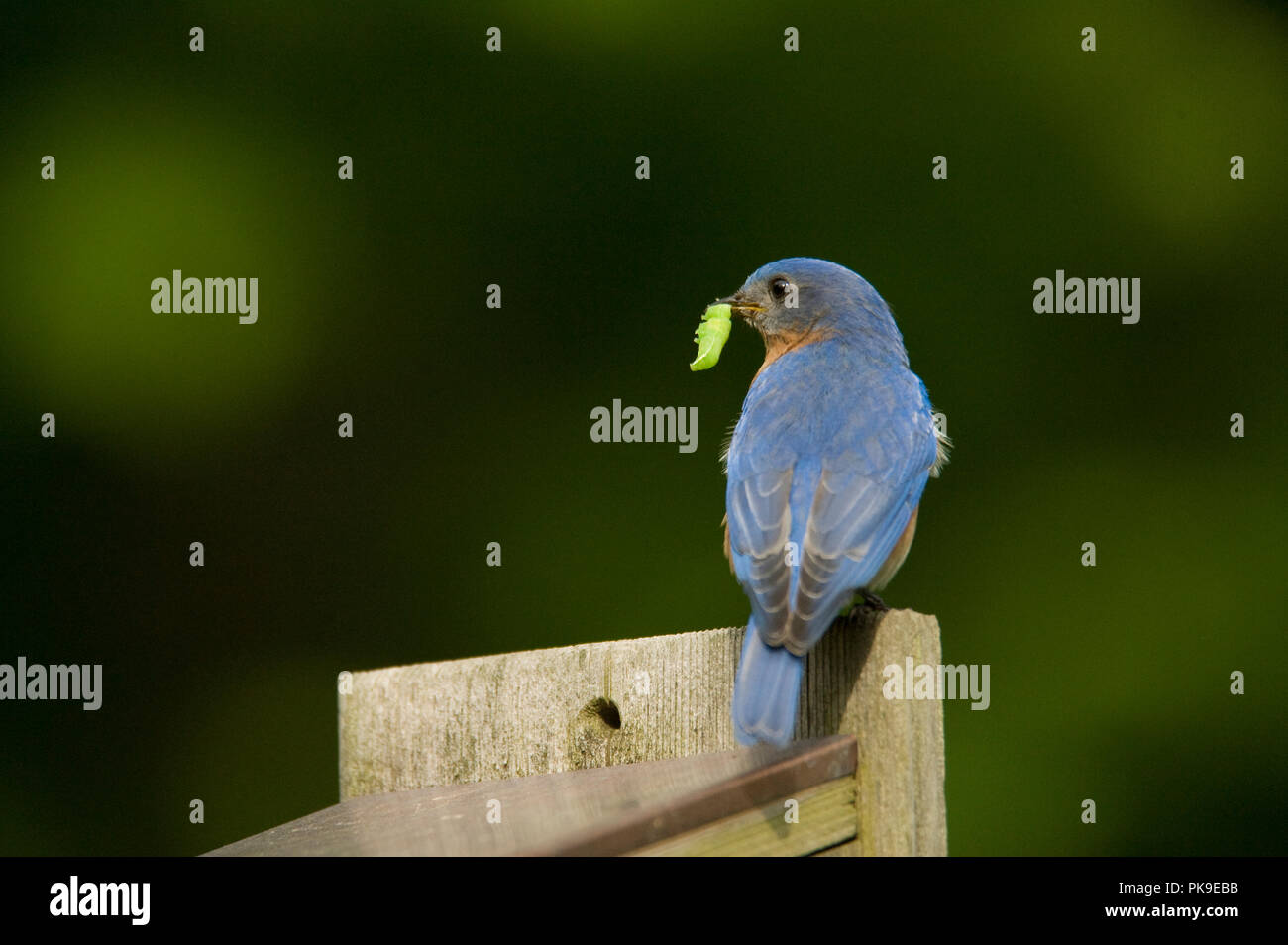 Eastern Bluebird :: Sialia sialis Stock Photo - Alamy