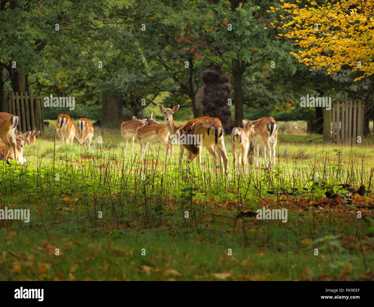 fallow deers fawns fawn dama dama ruminant mammal cervidae doe doe's in forest setting Stock Photo