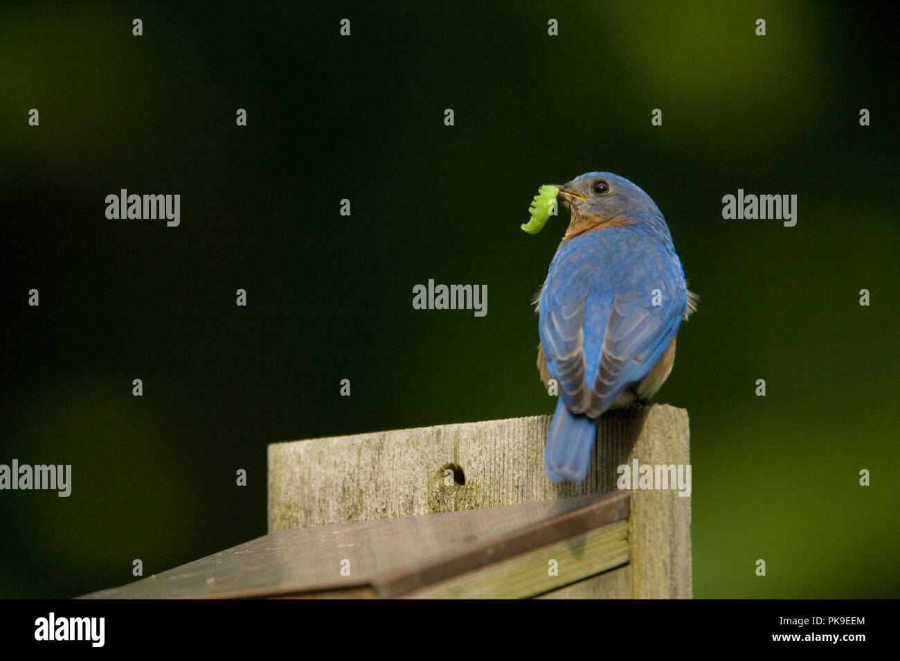 Eastern Bluebird :: Sialia sialis Stock Photo - Alamy