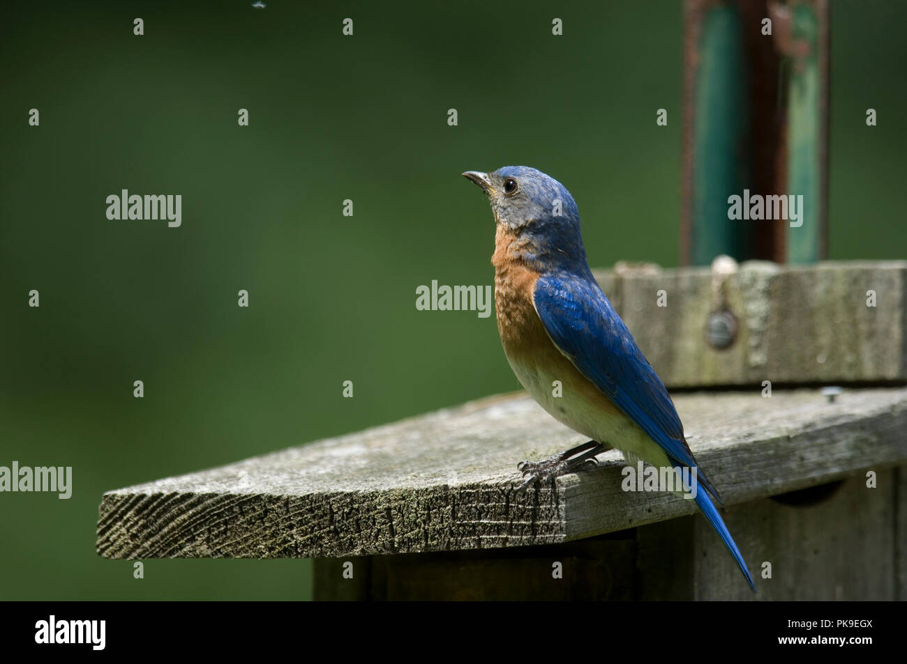 Eastern Bluebird :: Sialia sialis Stock Photo - Alamy