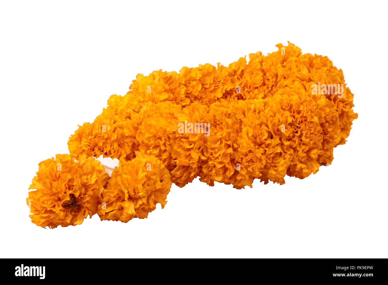 Isolated of  garland,lei of flowers,to worship of the virtues of the Buddha which Marigolds rope with  Calotropis gigantea,white crown flower,is beaut Stock Photo