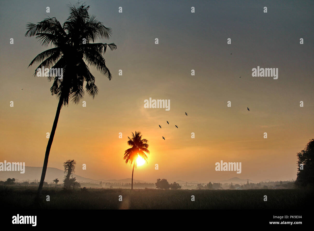 Tree silhouette heavy fog hi-res stock photography and images - Alamy