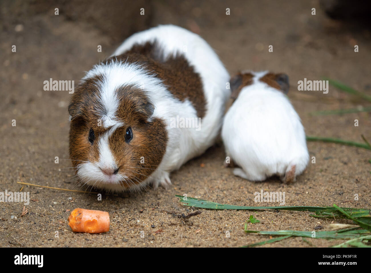 Guinea pig eats carrot (Cavia aperea f. porcellus) Stock Photo