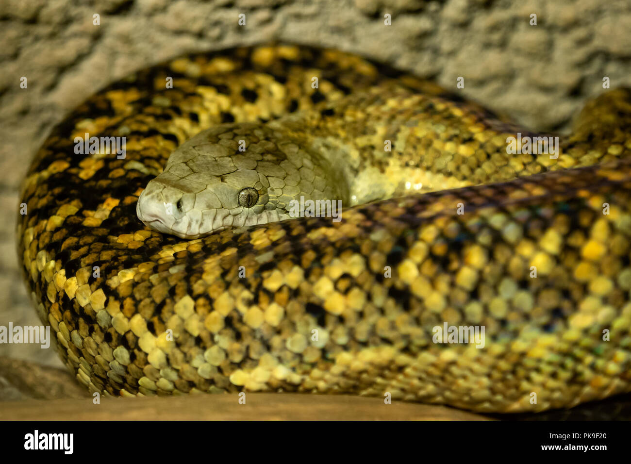 Jamaican reptile hires stock photography and images Alamy