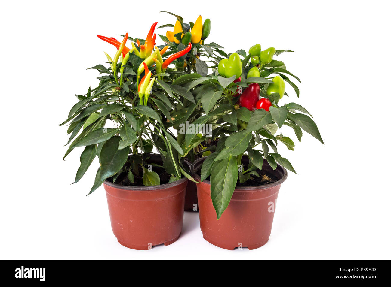 Three young and growing chili peppers in the pots on white background