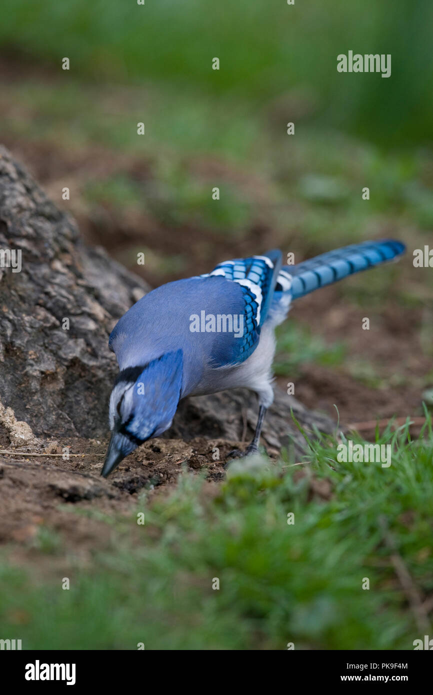 Blue jay :: Cyanocitta cristata Stock Photo - Alamy