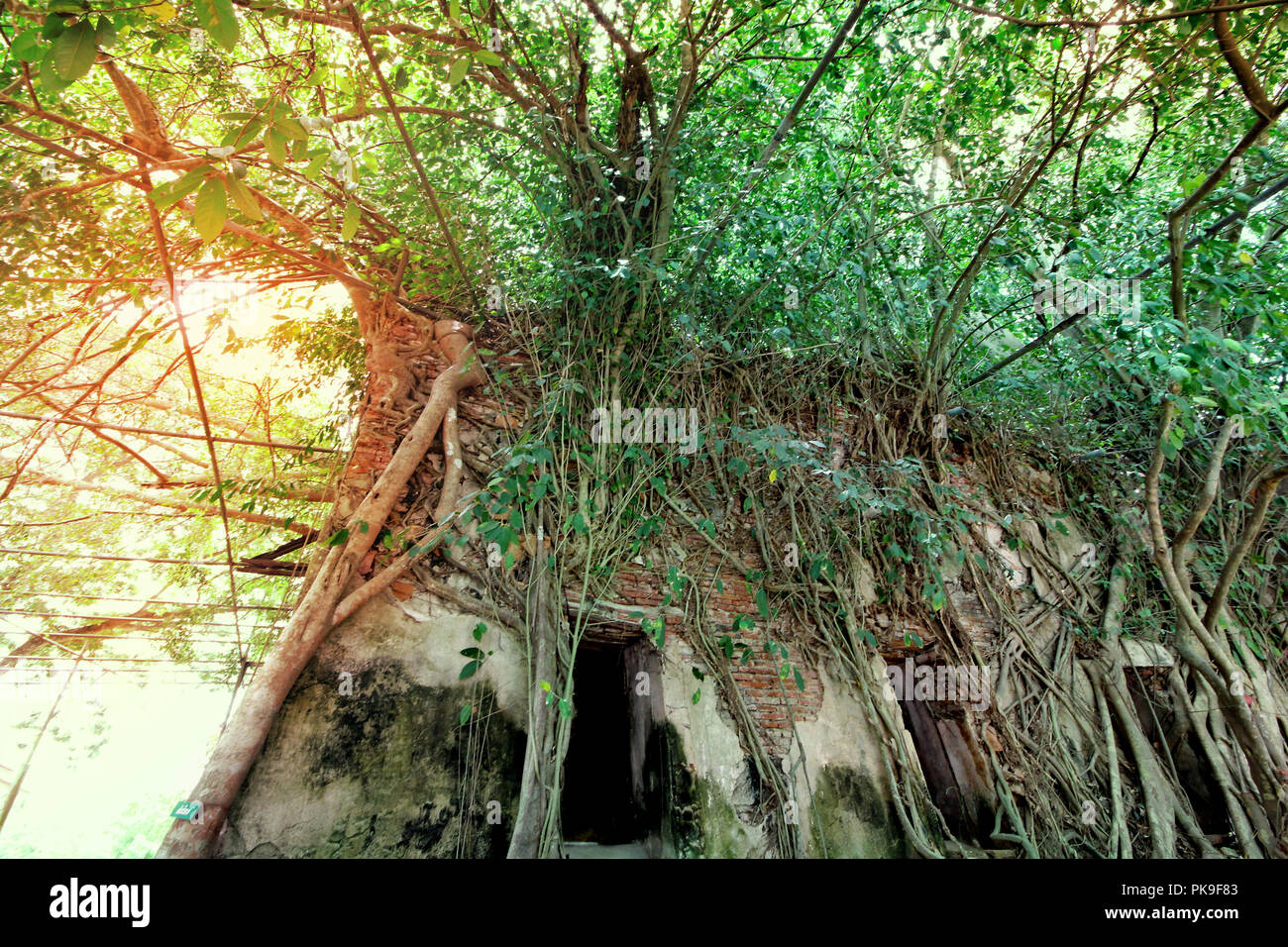 Wide angle view  the side of Trees cover  buddhist  building , Wat Bang Kung ,Unseen Thailand ,Beautiful Buddha image in a tree temple  Bang Kung Camp Stock Photo