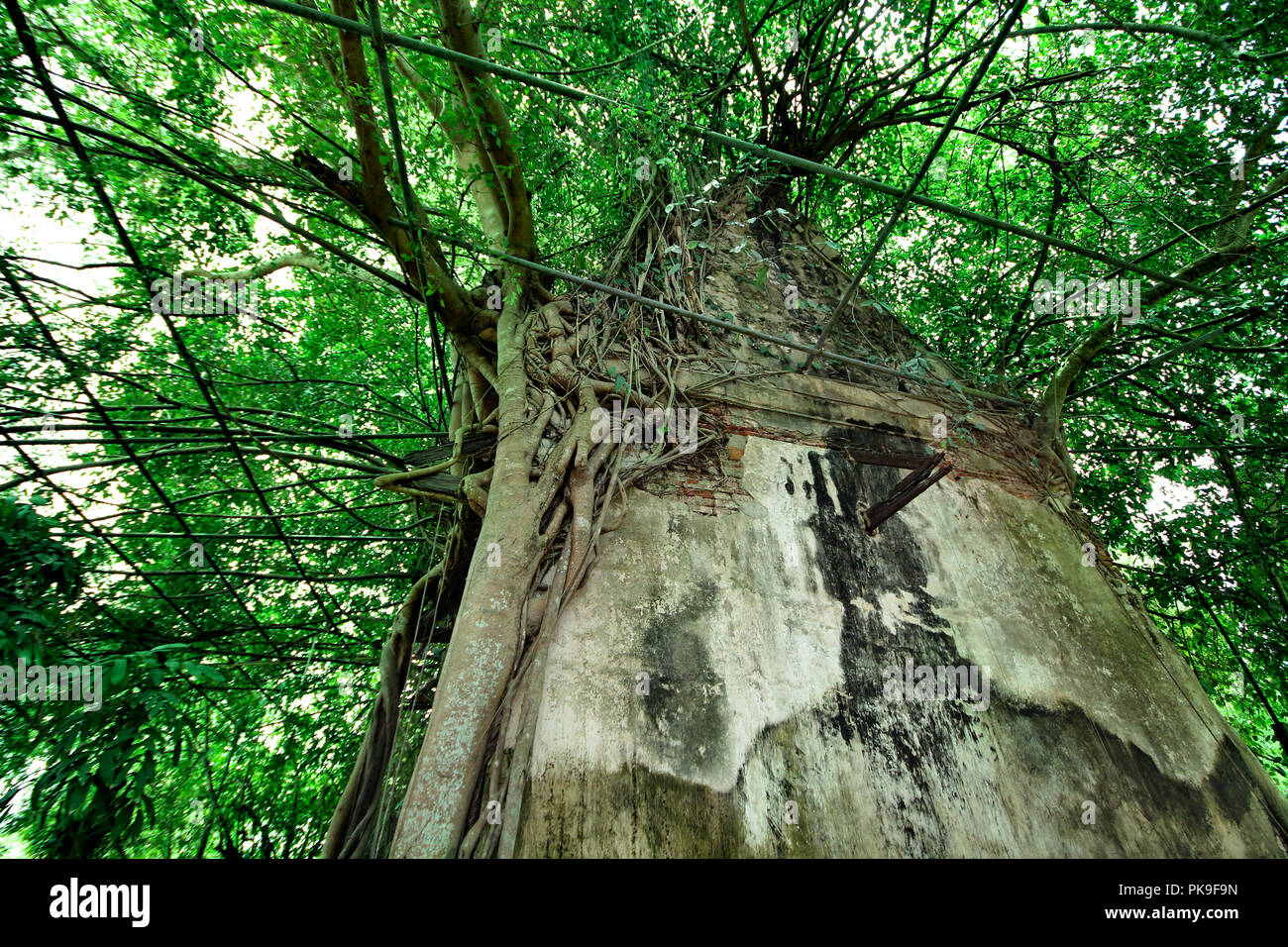 Wide angle view  the behind of Trees cover  buddhist  building , Wat Bang Kung ,Unseen Thailand ,Beautiful Buddha image in a tree temple  Bang Kung Ca Stock Photo
